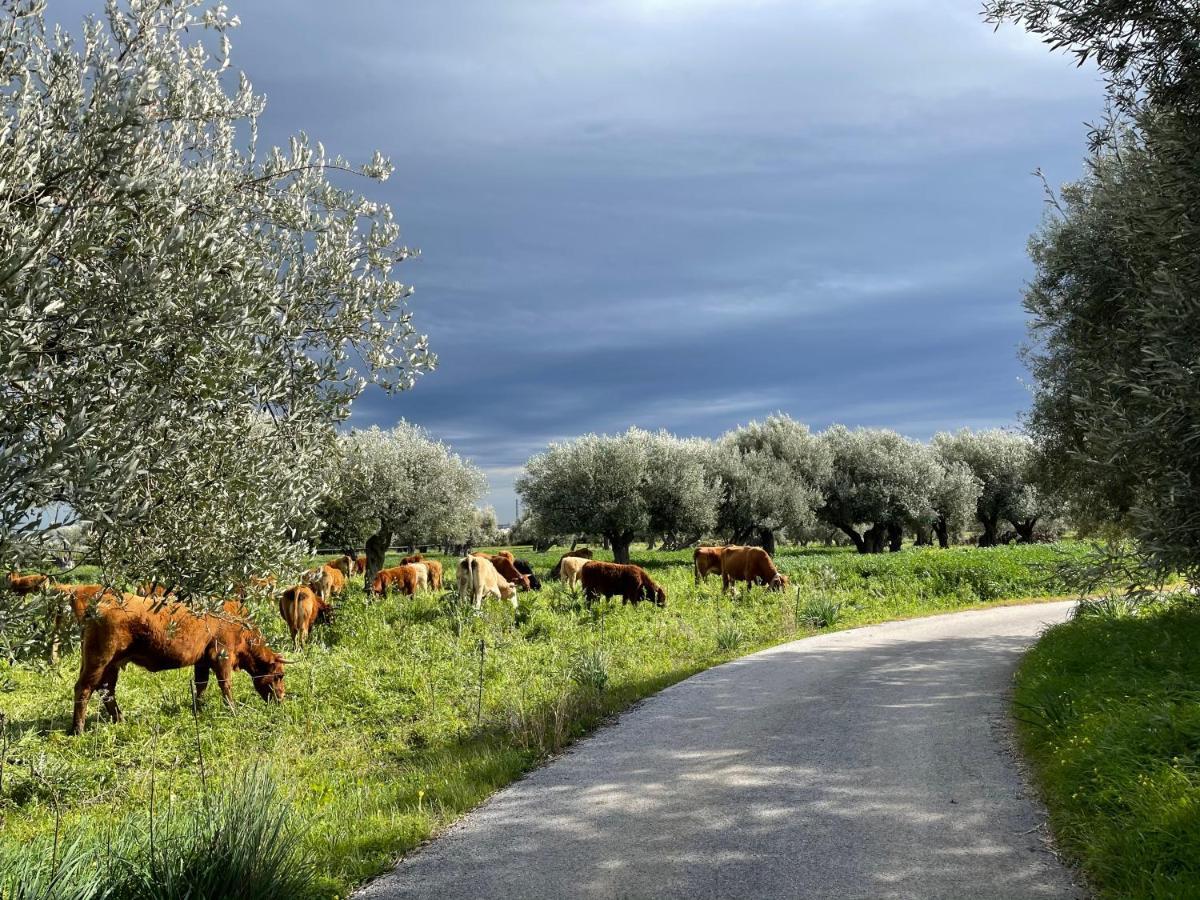 Il Vecchio Frantoio Villa Augusta Bagian luar foto