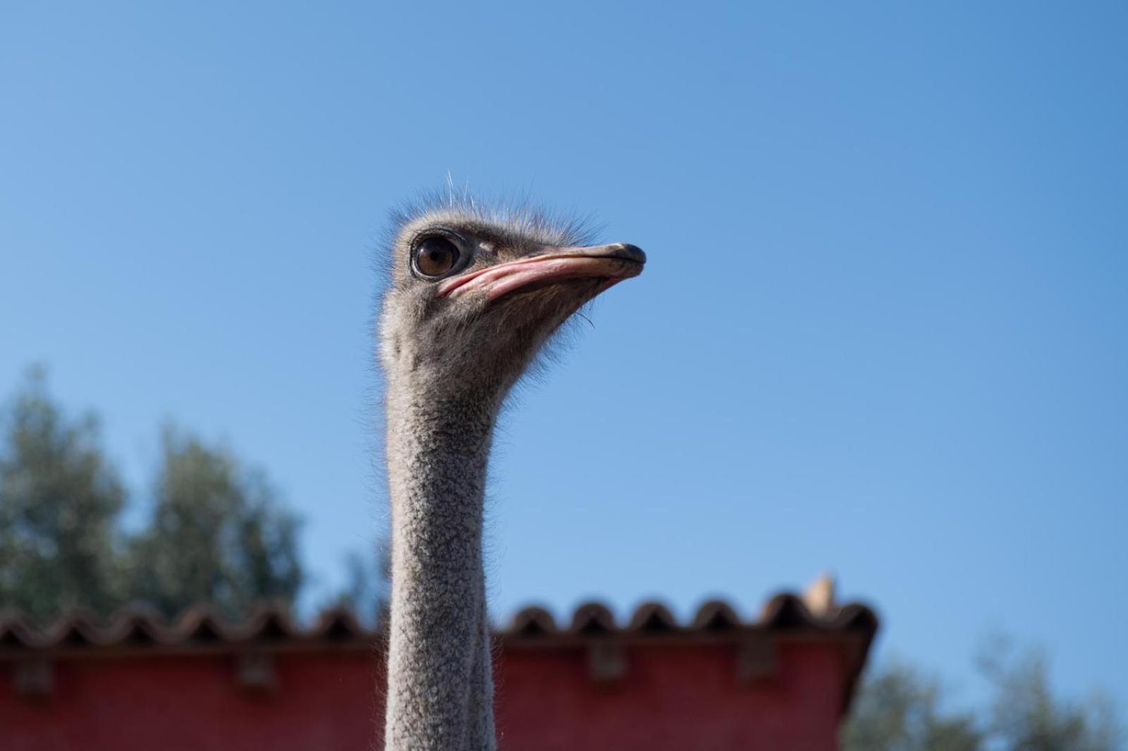 Il Vecchio Frantoio Villa Augusta Bagian luar foto