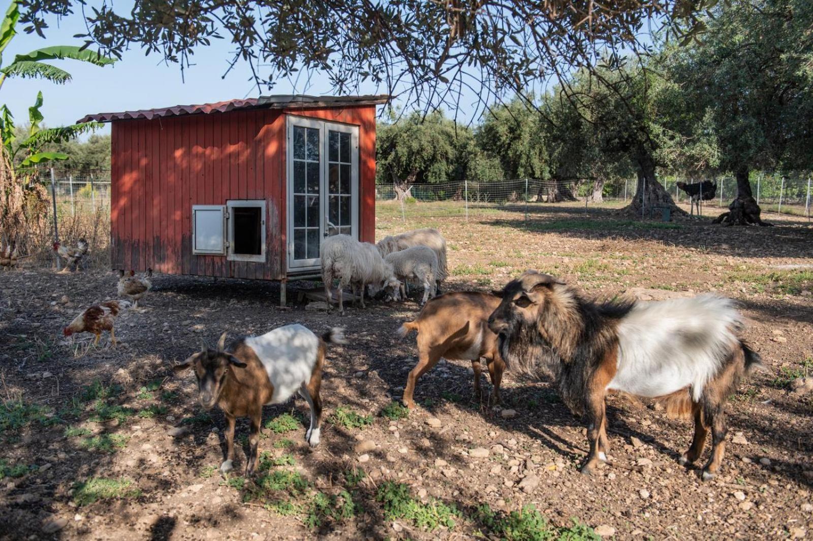 Il Vecchio Frantoio Villa Augusta Bagian luar foto