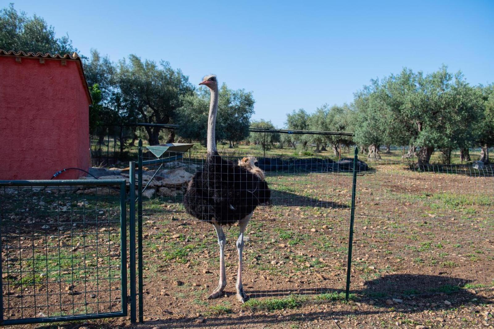 Il Vecchio Frantoio Villa Augusta Bagian luar foto