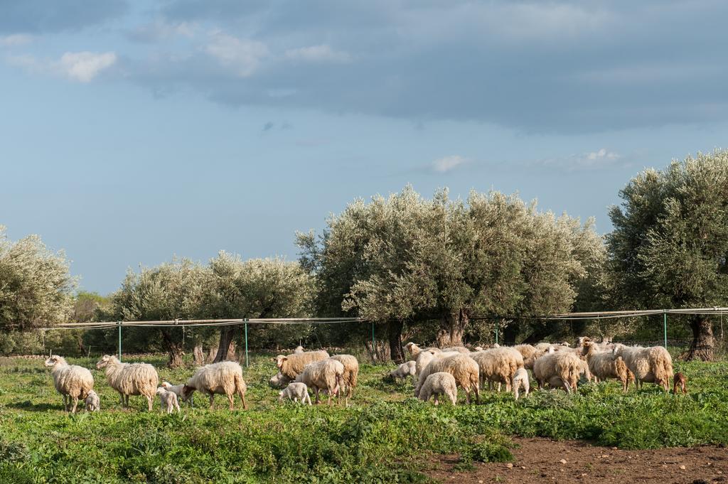Il Vecchio Frantoio Villa Augusta Bagian luar foto