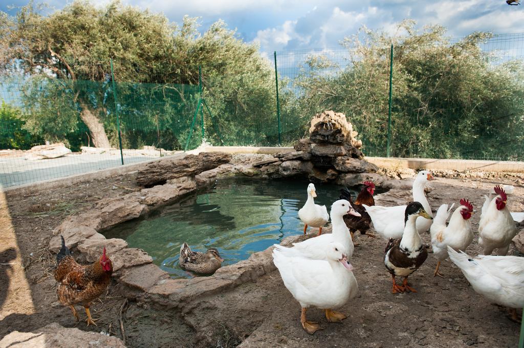 Il Vecchio Frantoio Villa Augusta Bagian luar foto